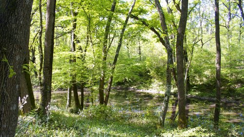 Picture Bosco di Foglino