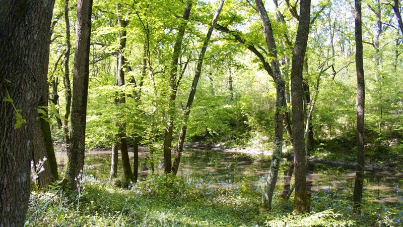 Picture of Bosco di Foglino